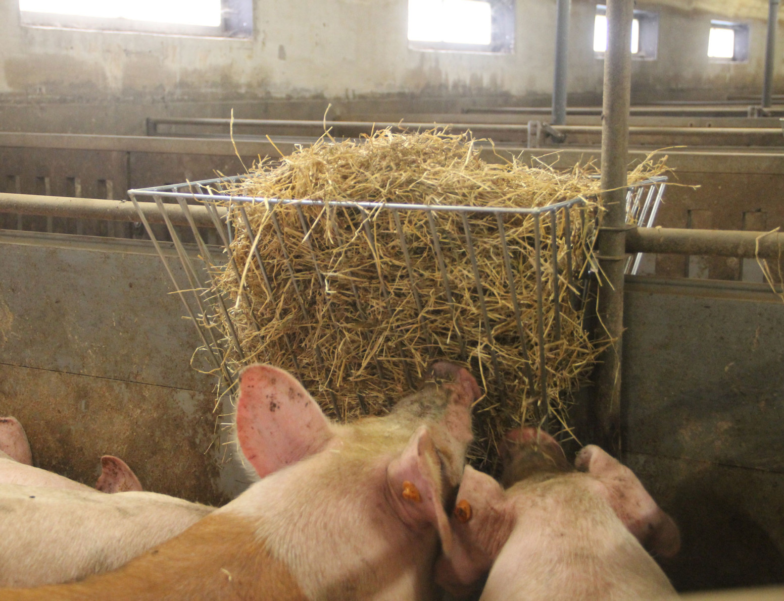 brasvar_pigseating