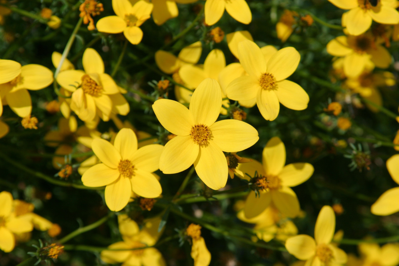 Bidens ferulifolia Golden Star ®