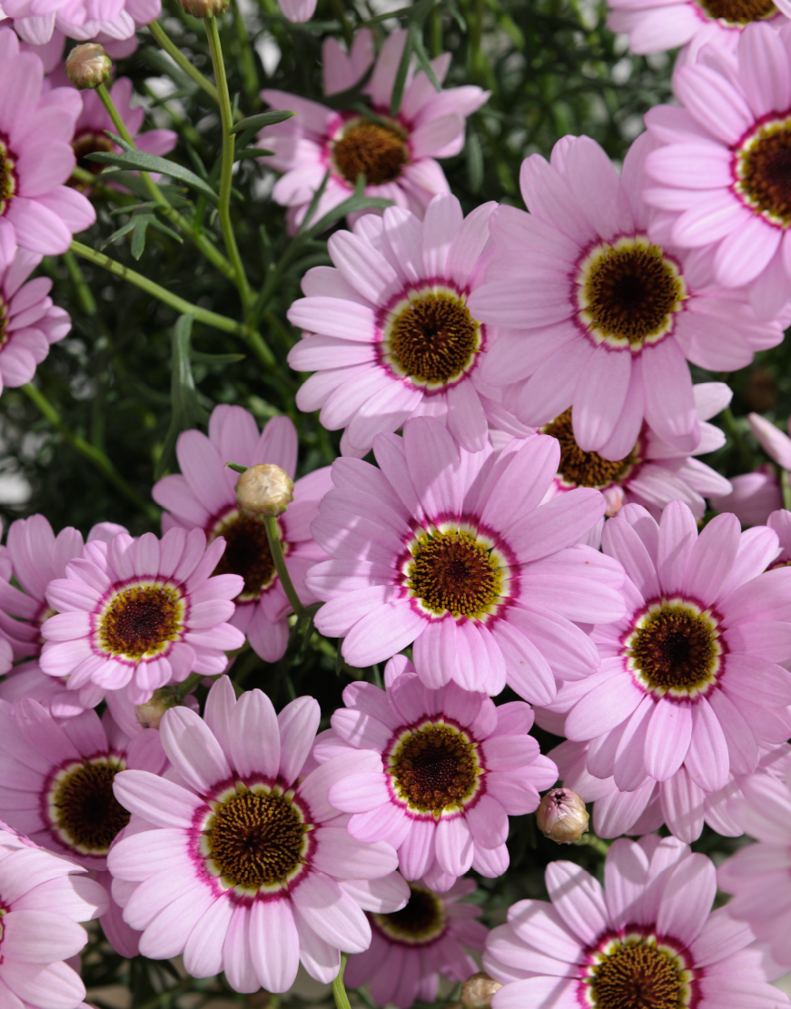 Grandaisy-Pink (3)