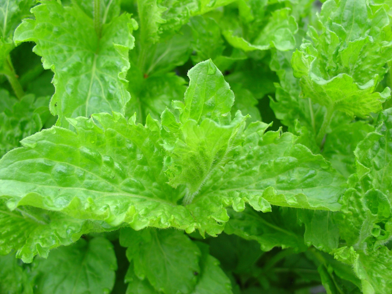 Mentha spicata Moroccan.