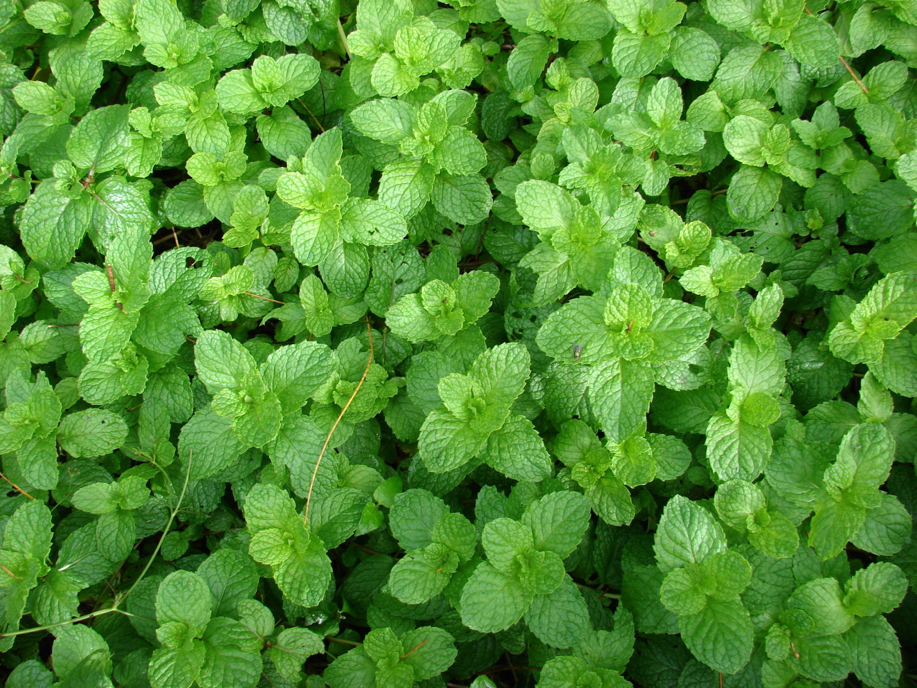 Mentha spicata