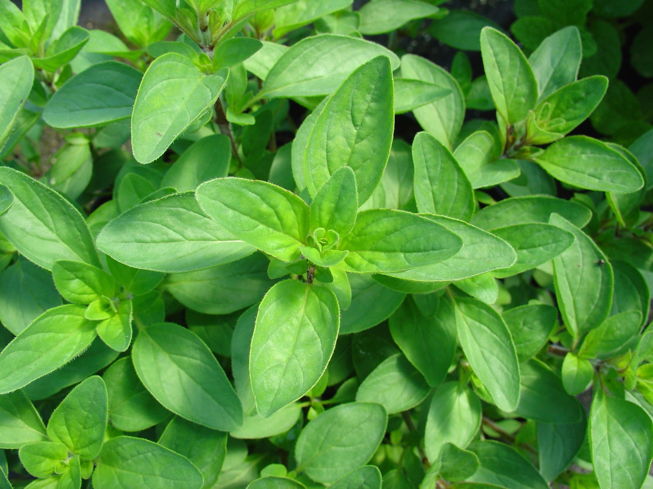 Origanum vulgare compactum