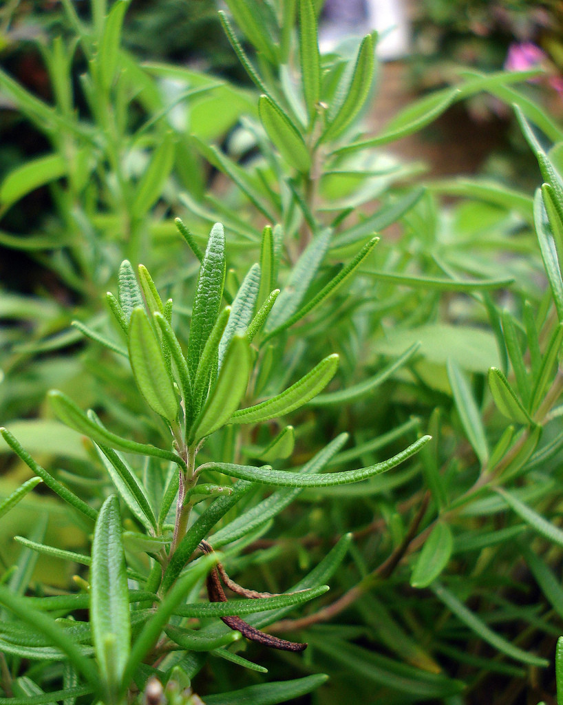 Rosmarinus officinalis Upright Blue - to use.