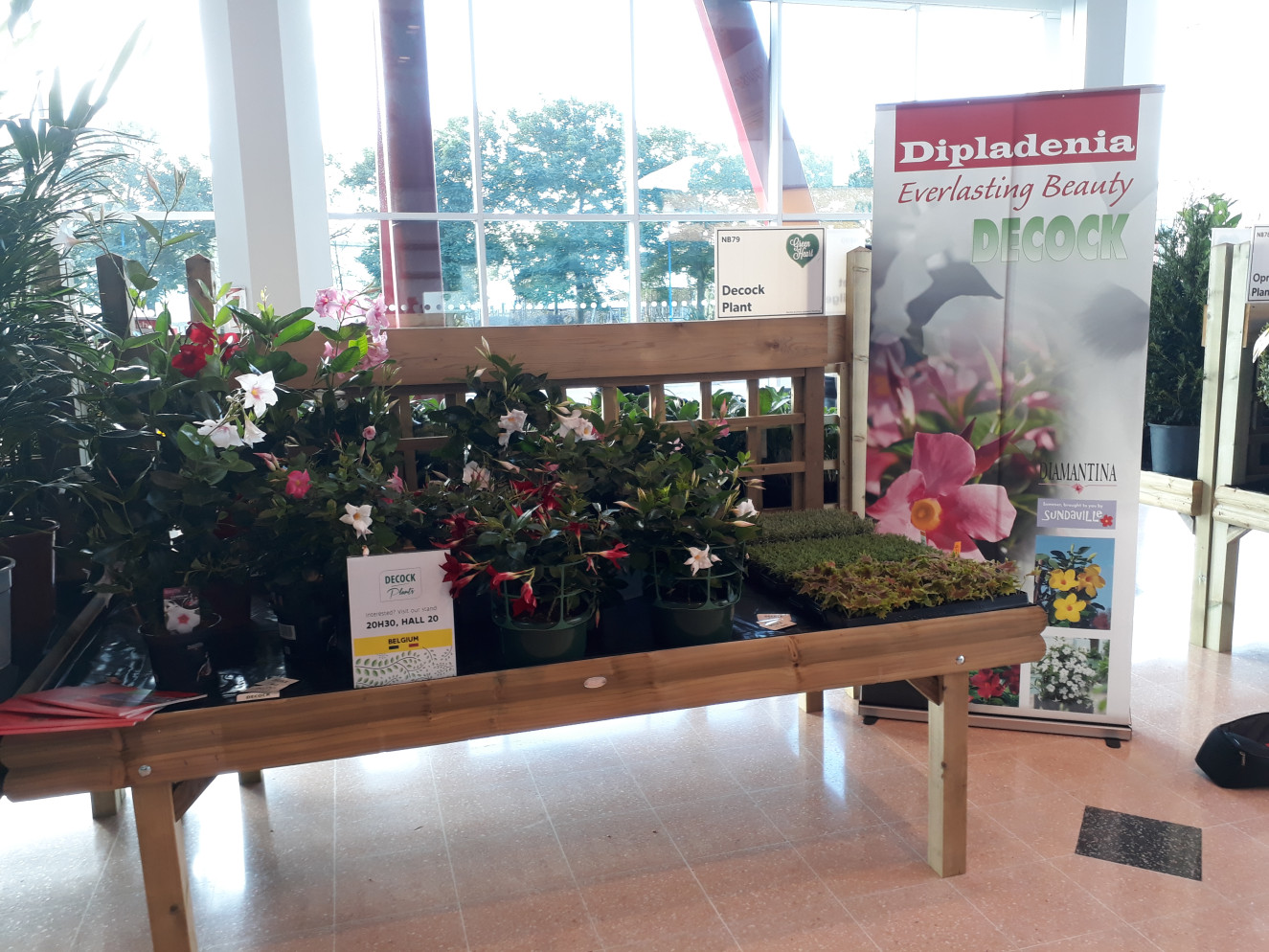 Decock Plants Glee1