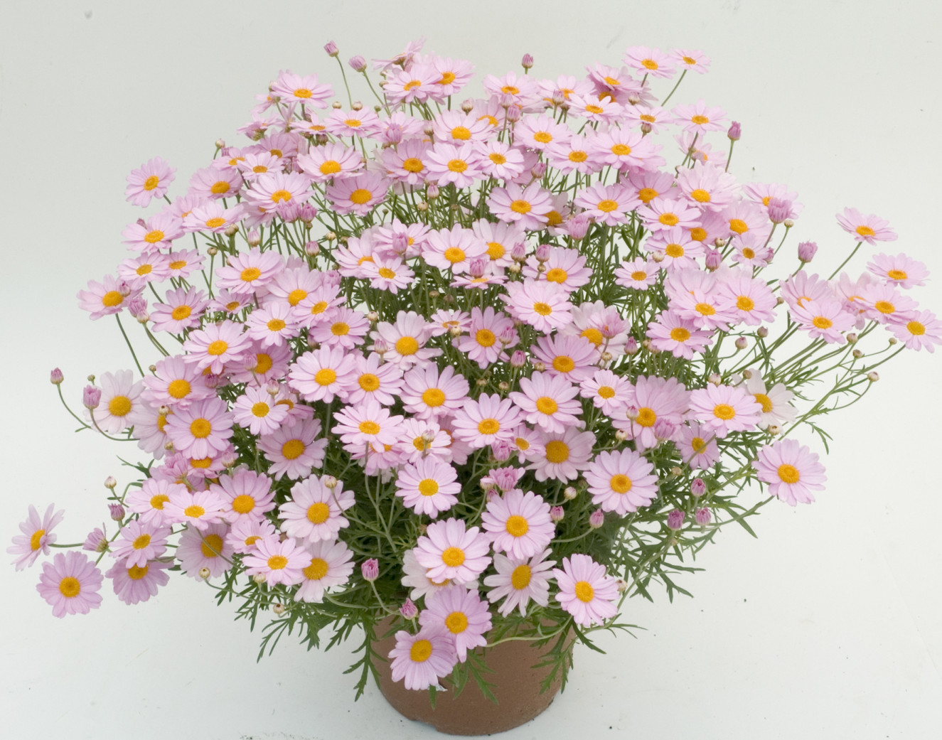 1. argyranthemum daisy crazy ® summit pink -