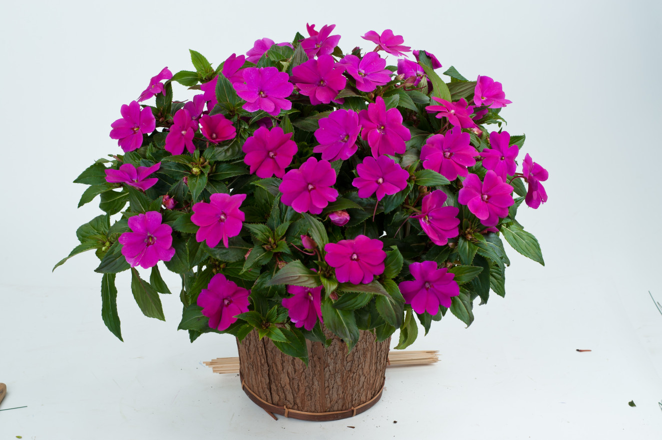 5. impatients- sun harmony violet