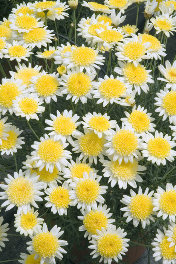 Argyranthemum Daisy Crazy Sole Mio Improved flower