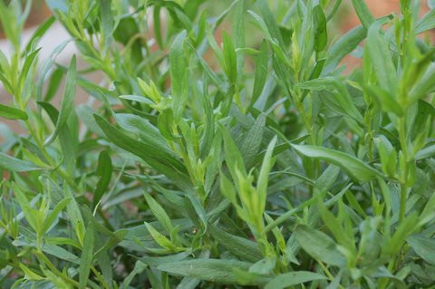 Artemisia dracunculus French Tarragon