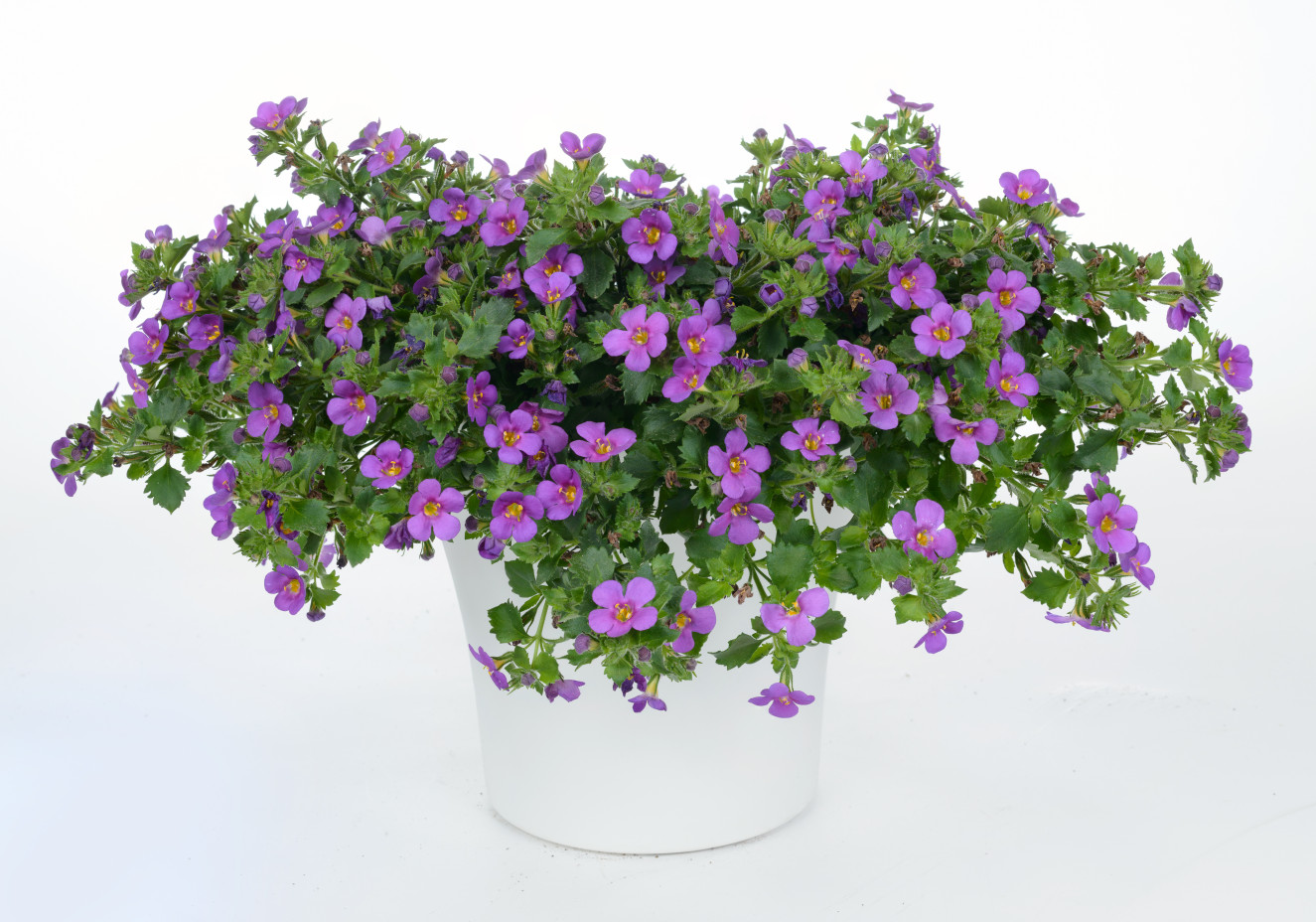 Bacopa Scopia Great Violet Glow-BA-14-2983-693-Edit