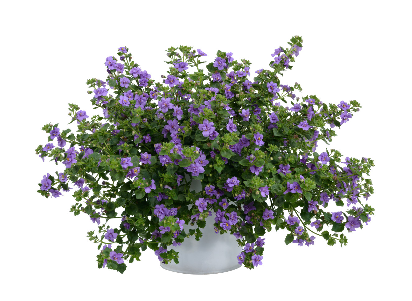 Bacopa- Scopia Double Indigo-catalog ba-11-2031-336-Edit