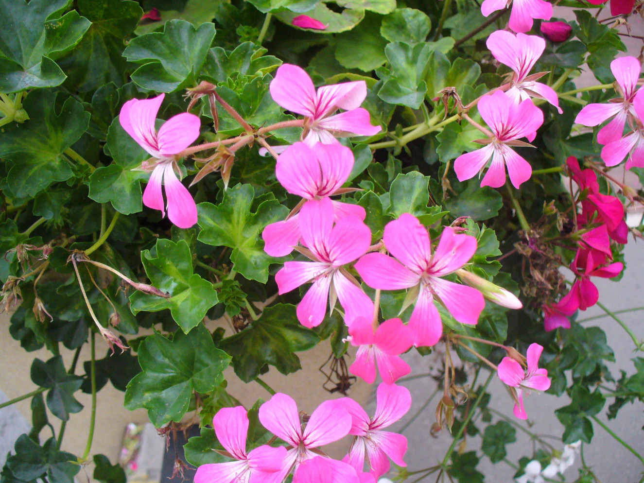 Balcon Desrumaux