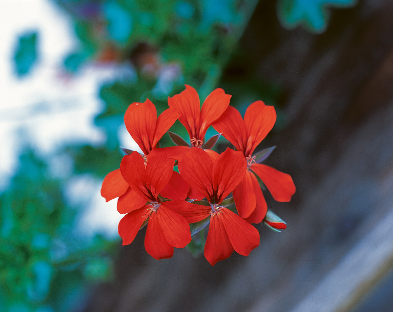 Balcon Rood