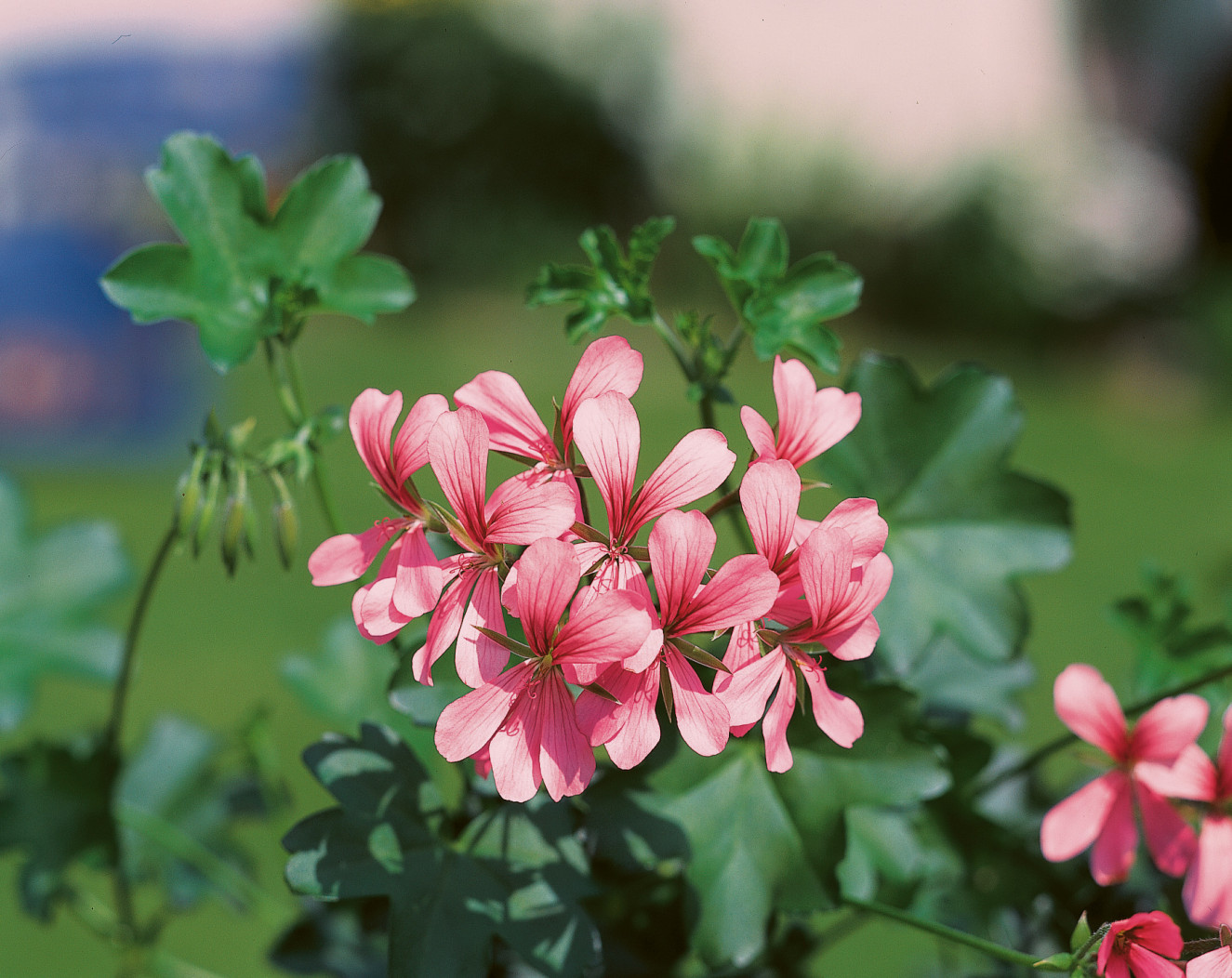 Balcon Rose