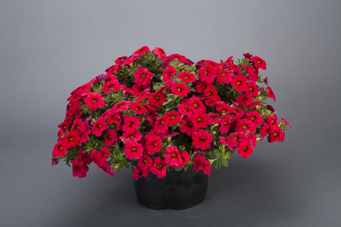 Calibrachoa -Noa Dark Red holt_1073_255.jpg
