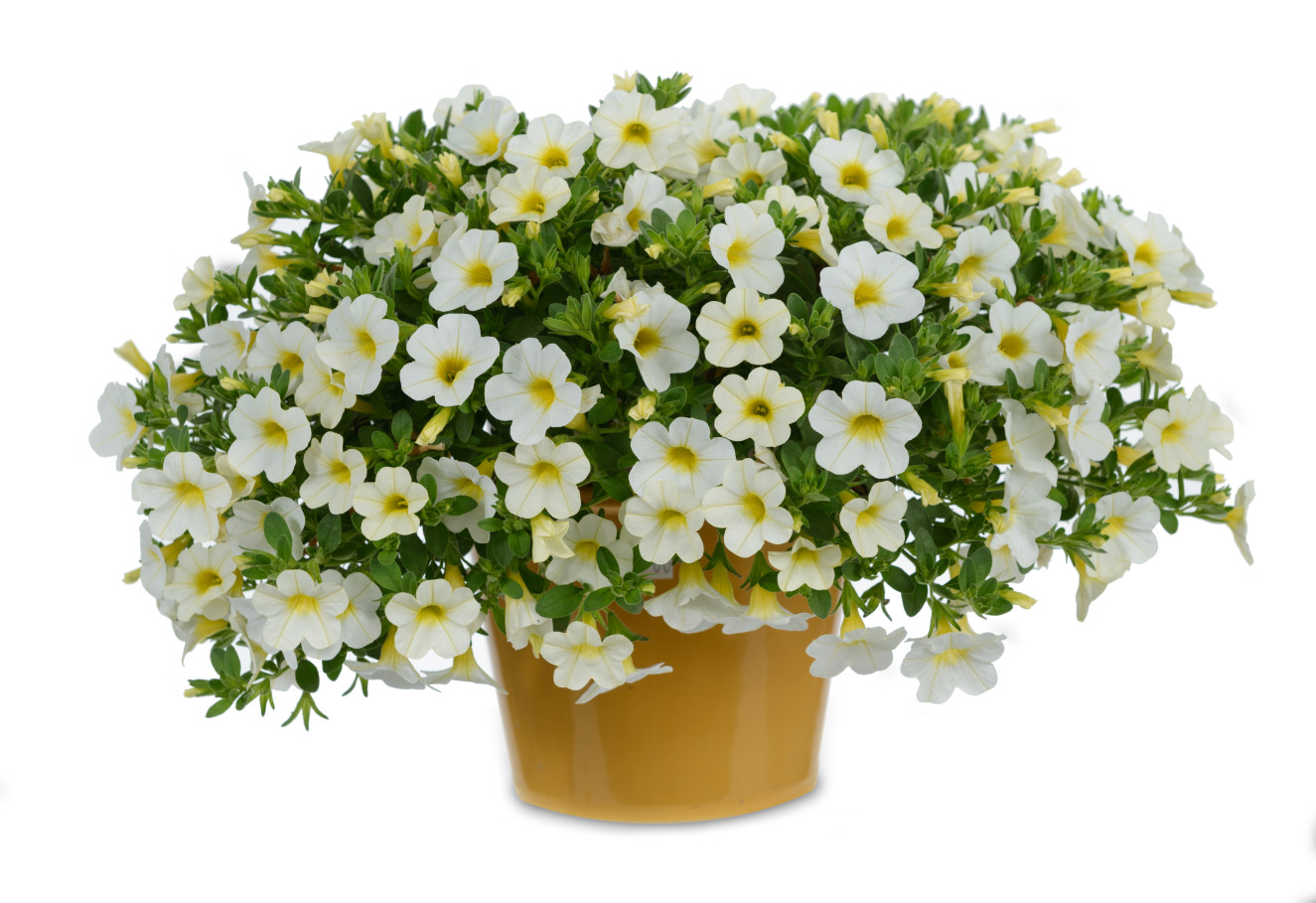 Calibrachoa -noa™ snow -ca-12-2858-Dan4202-Edit.jpg