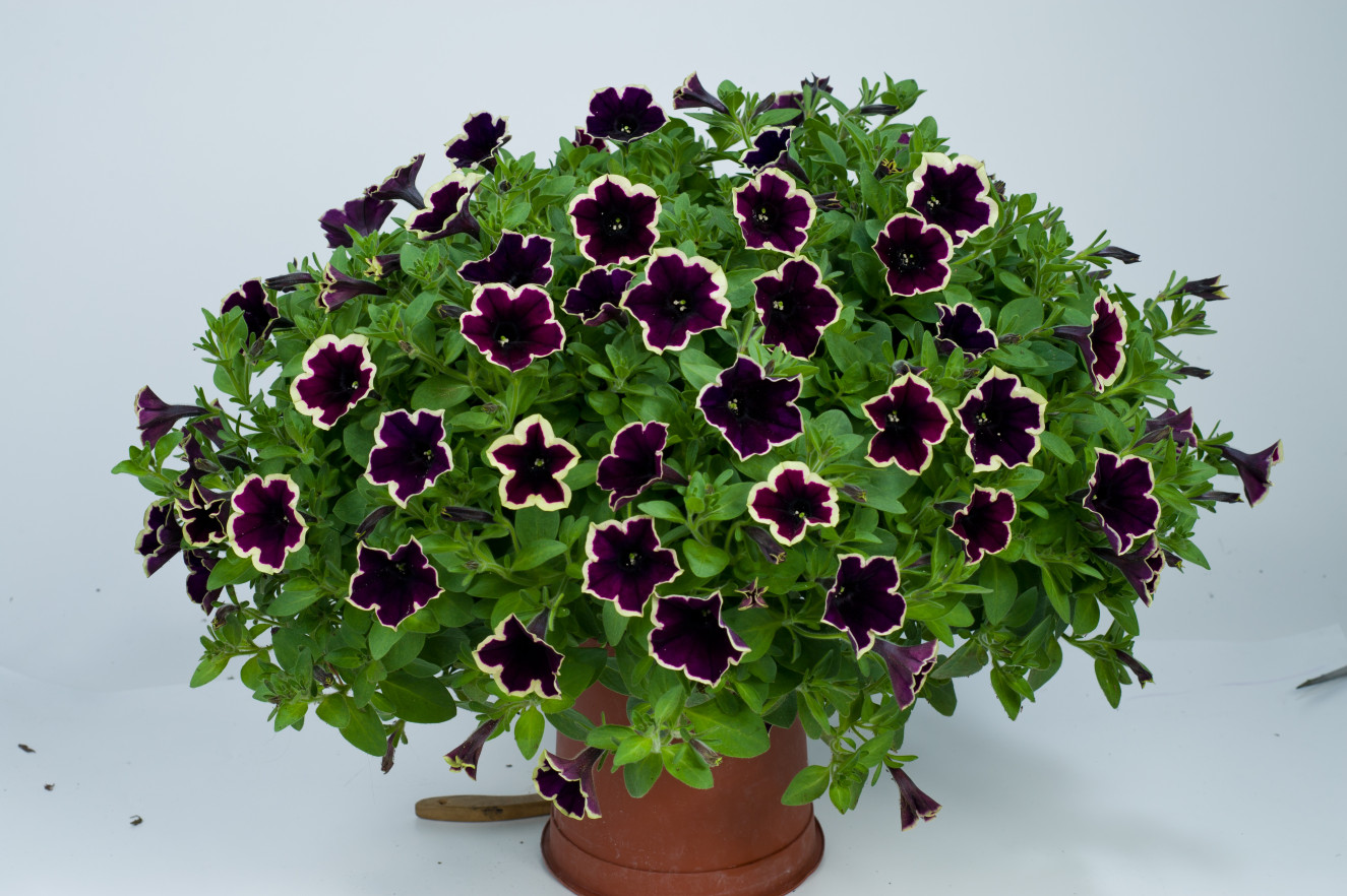 Cascadias Rim Magenta-11-4905 -DG2-153.jpg