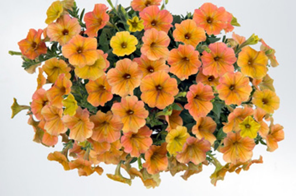 Cascadias-Indian-Summer-DG2-4916xX350
