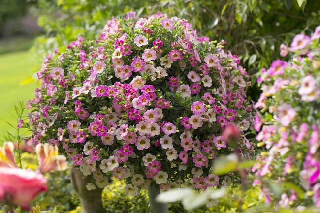 Chameleon Pink Passion I