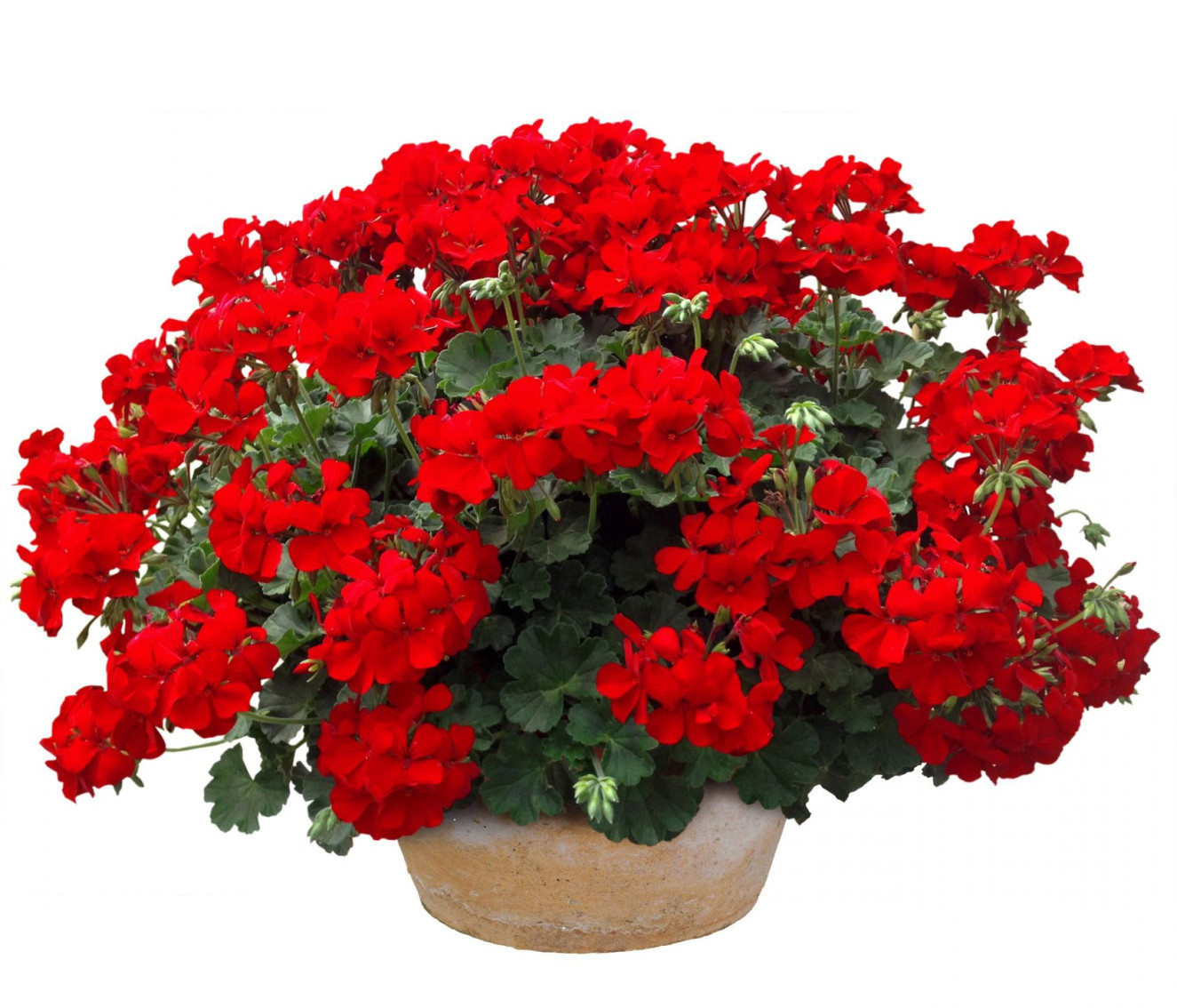 Champ_Single red
