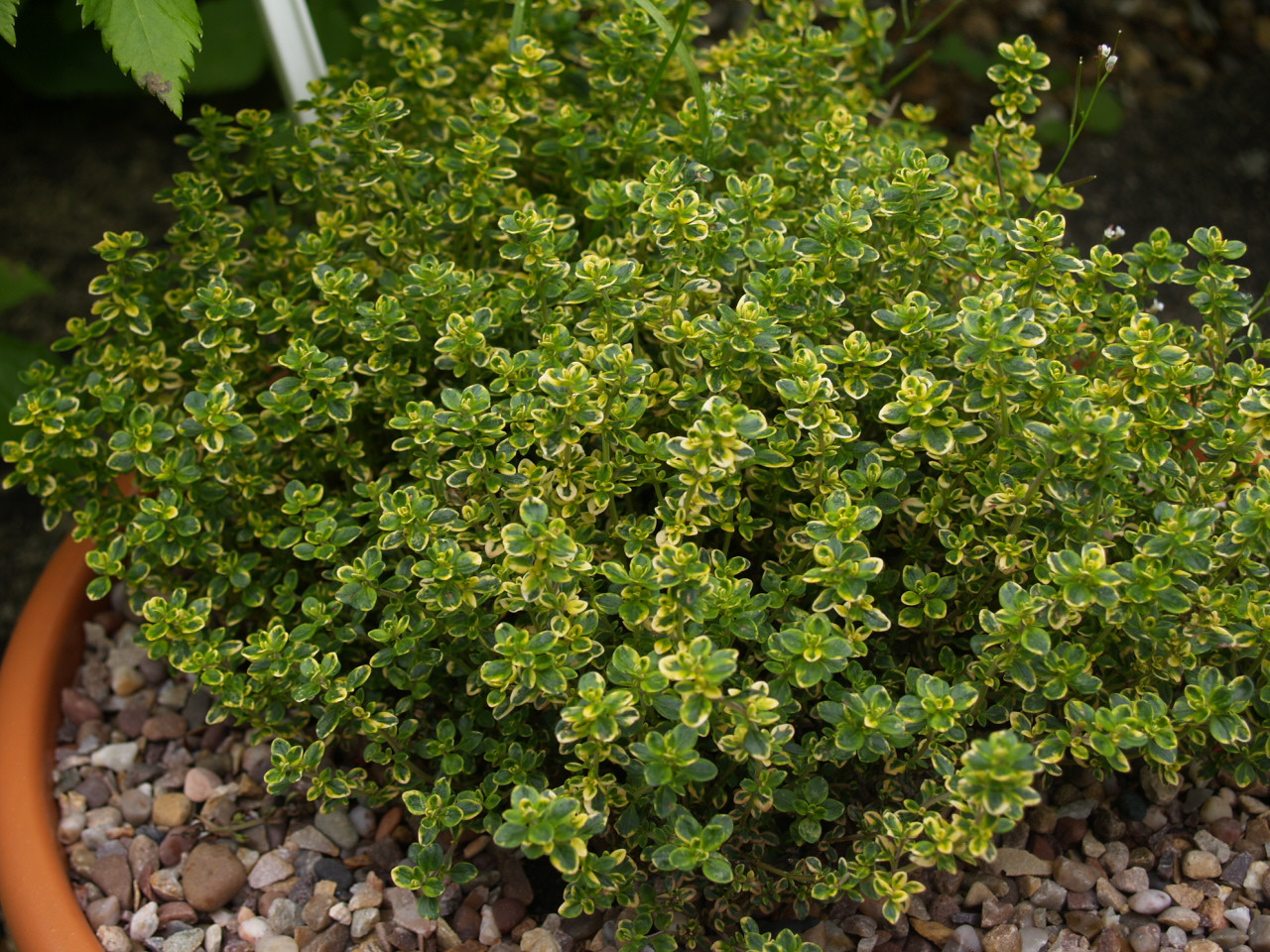 Citriodorus Variegated