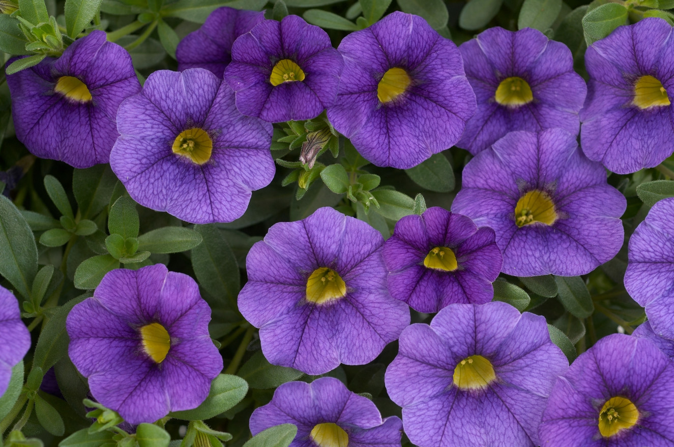 DGP_6431_Calibrachoa_Noa_BLue_Legend