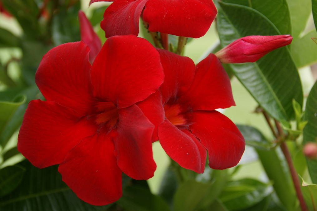 DIAMANTINA AGATHE SCARLET