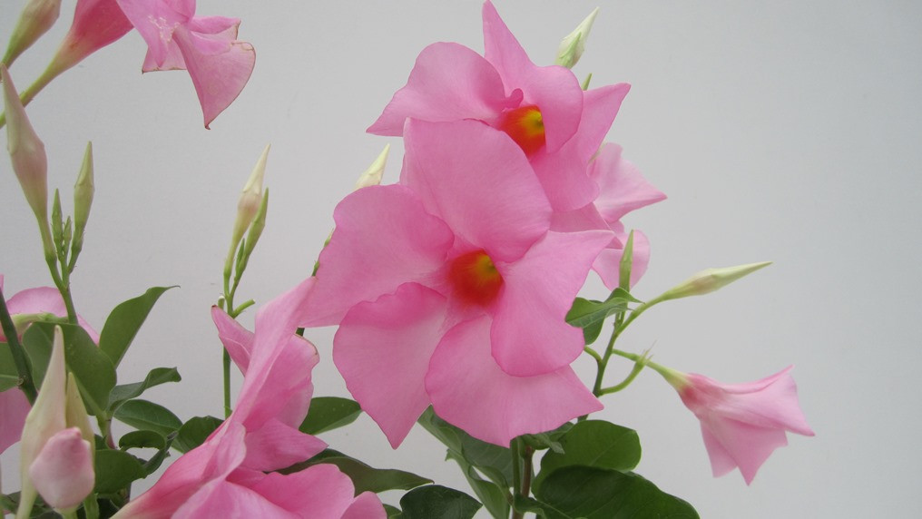 DIAMANTINA TOURMALINE ROSE