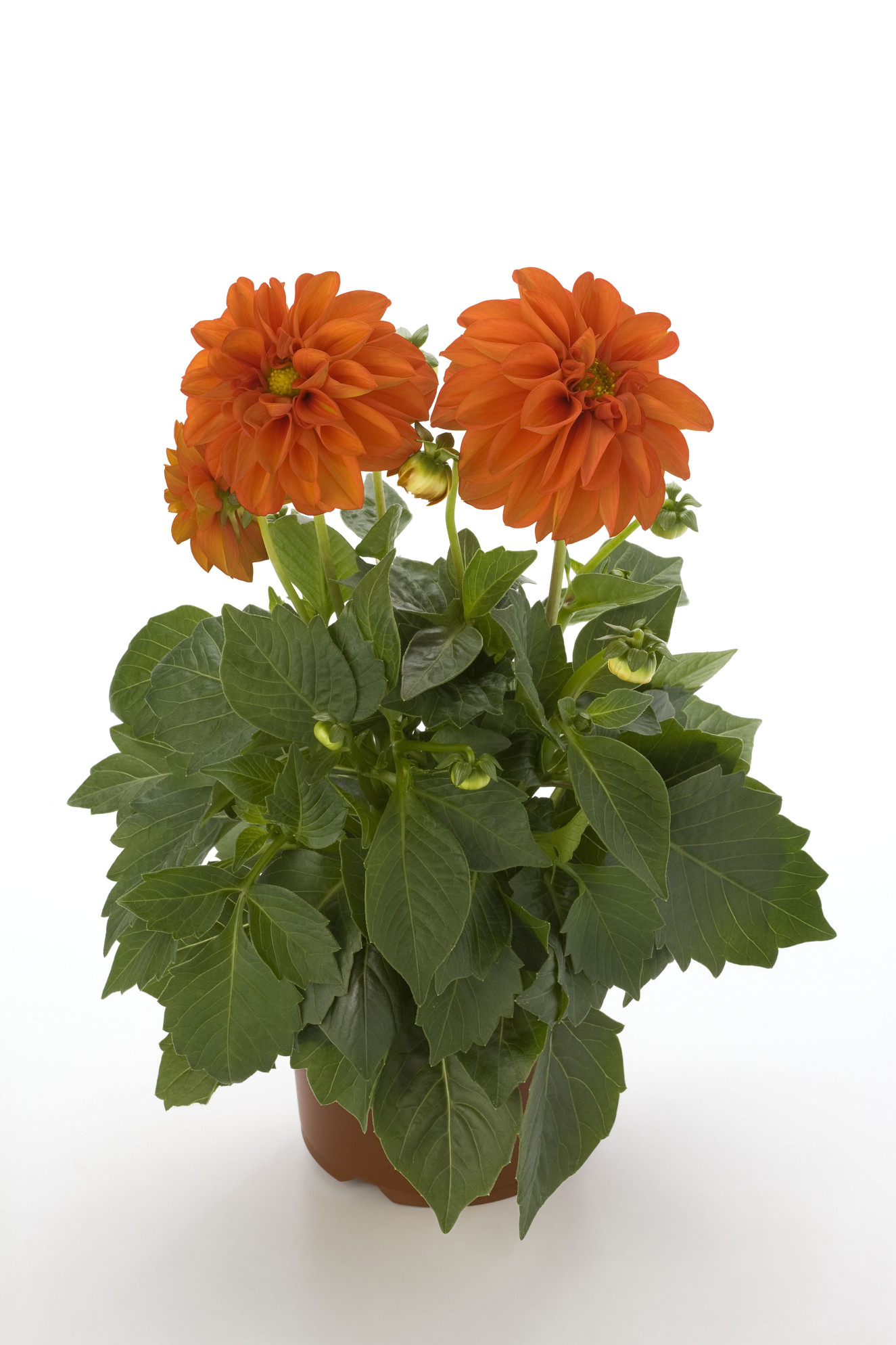 Dahlia Dahlietta Rachel.jpg