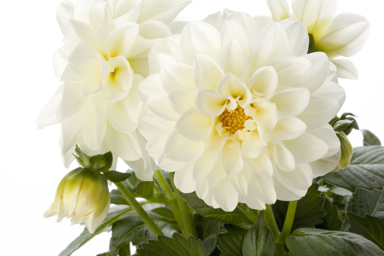 Dahlia Dahlietta blanca improved