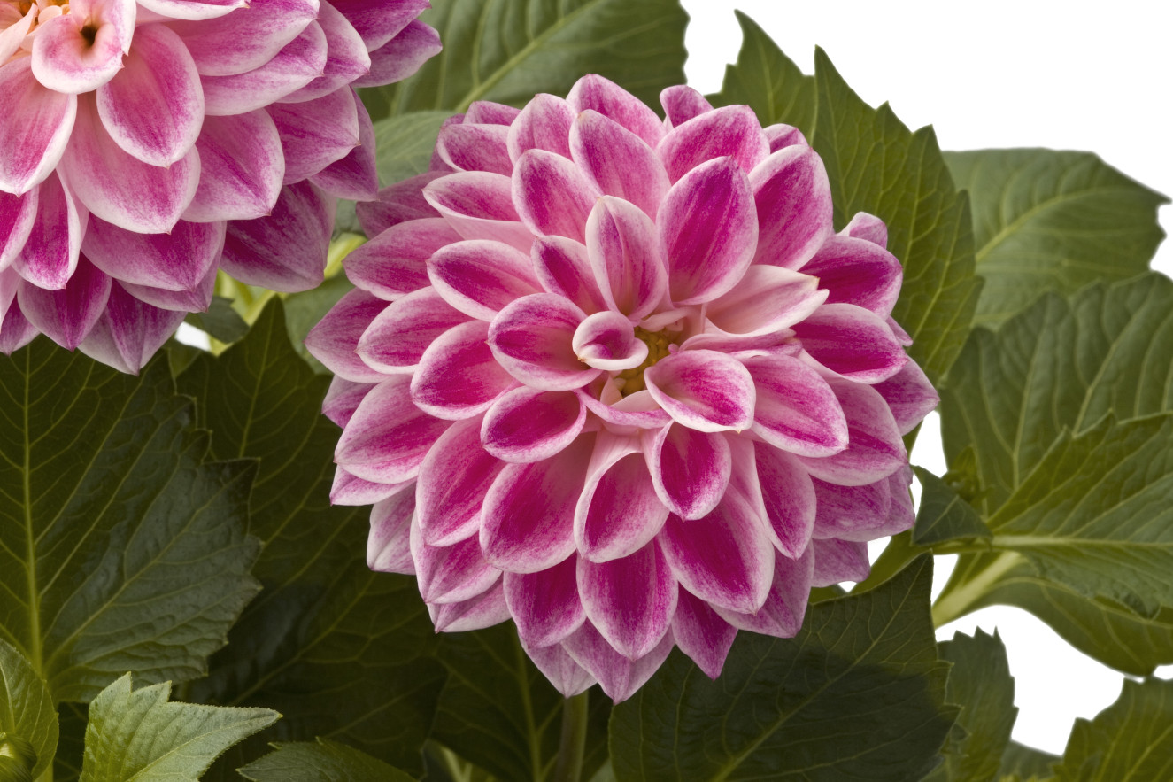 Dahlia Dahlietta_Surprise Louise