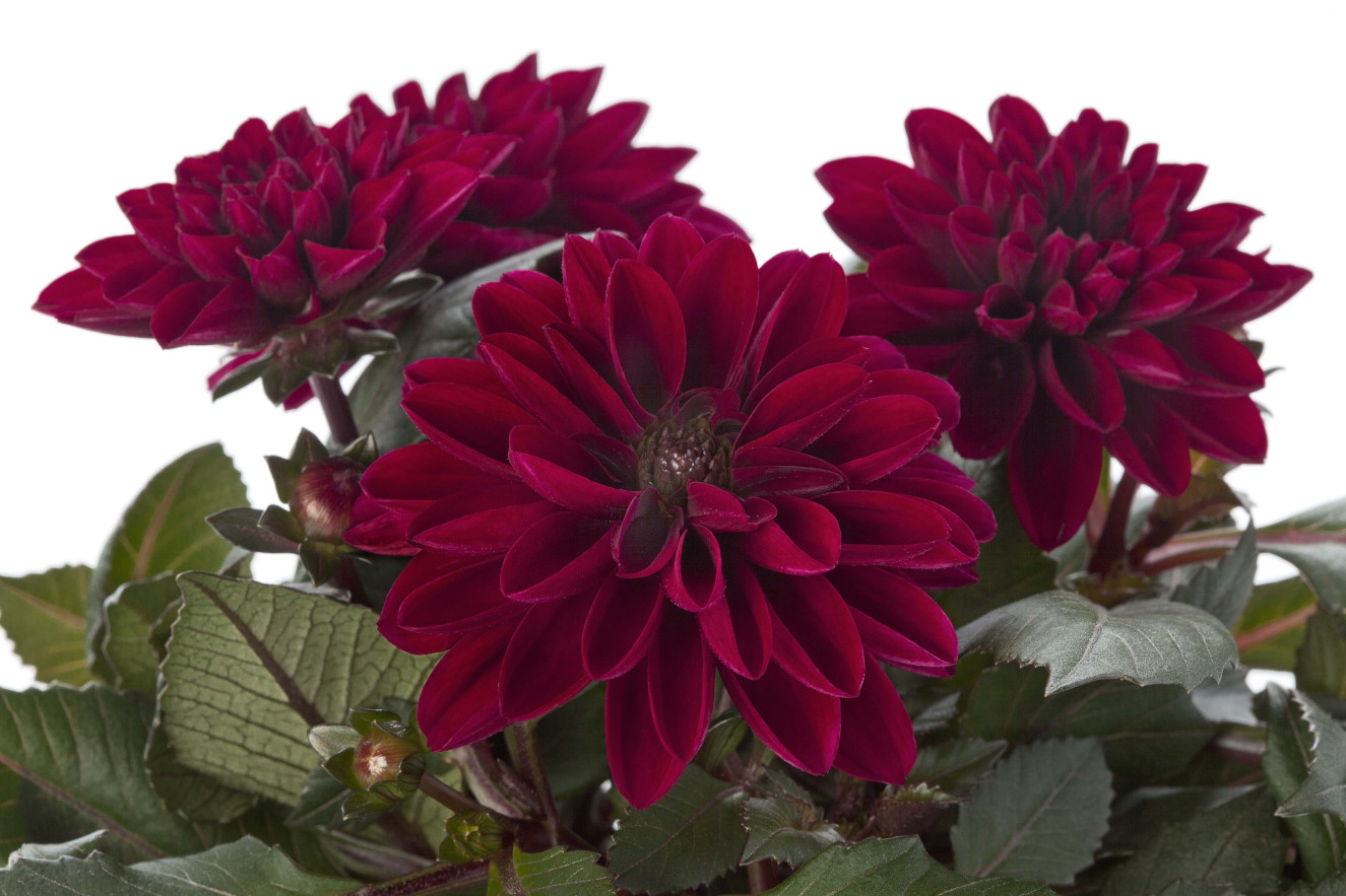 Dahlia Dahliette Patty2.jpg