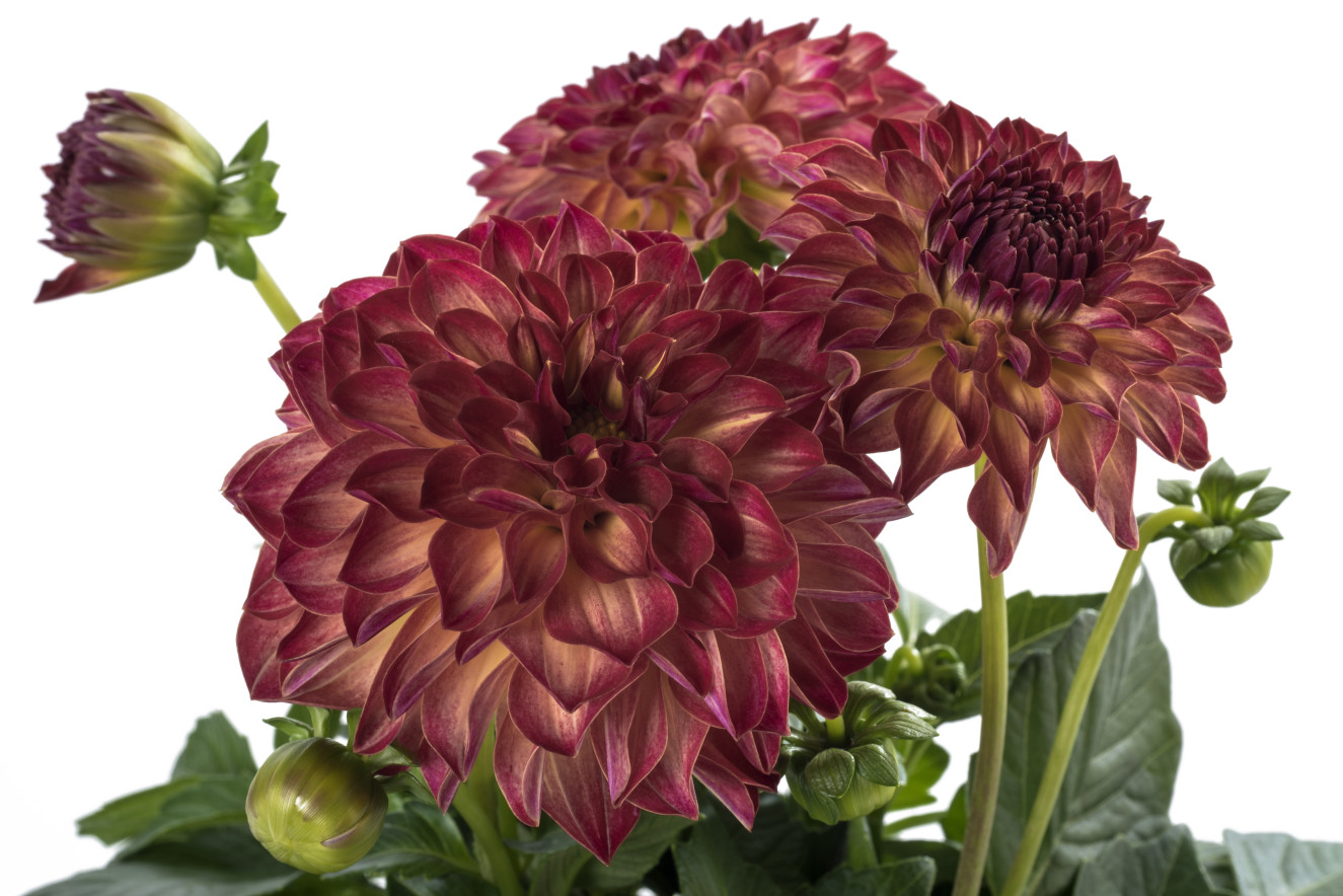 Dahlietta Surprise Ilse_LD130820-011.jpg