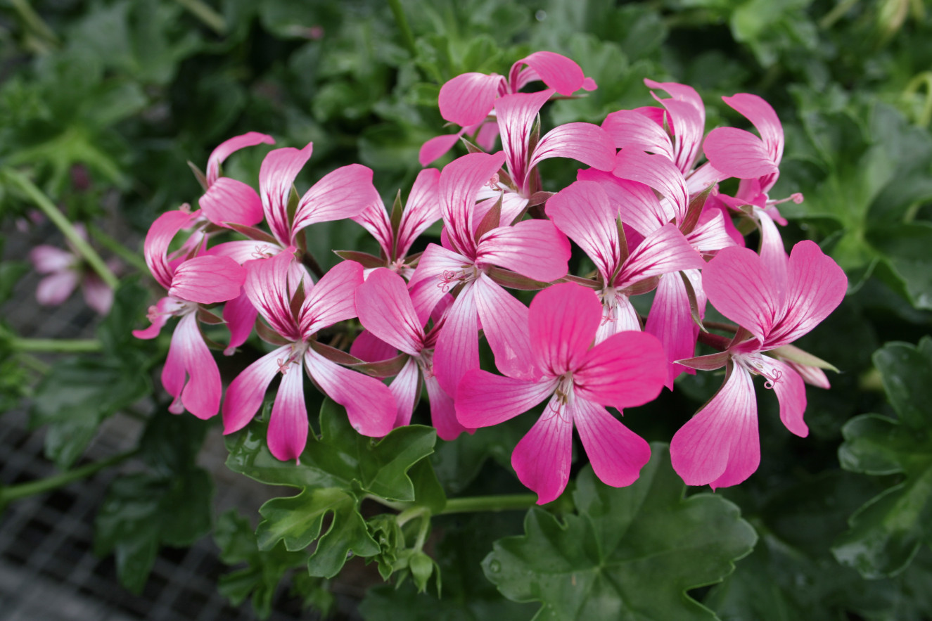Decora Desrumaux
