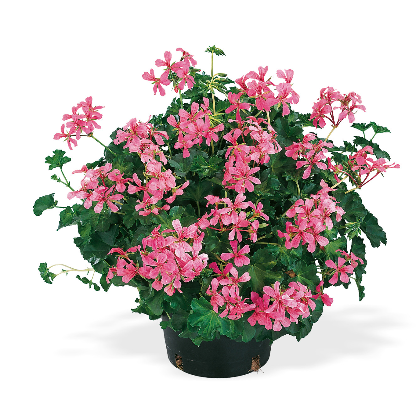 Decora Rose