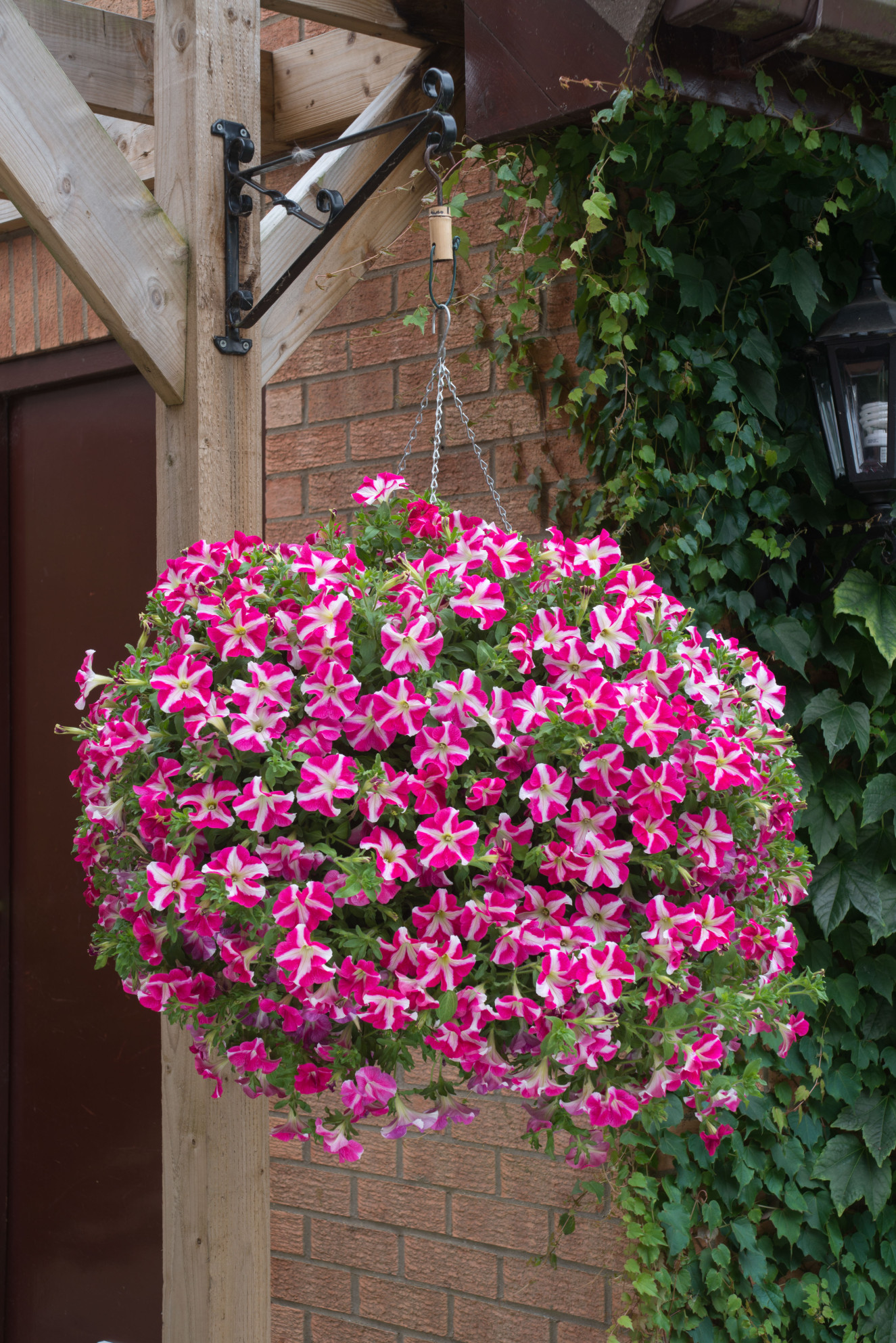 Designer Rose Star_13A1309