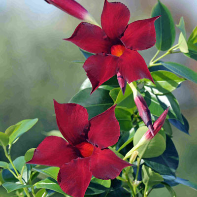 Diamantina Jade Grenat