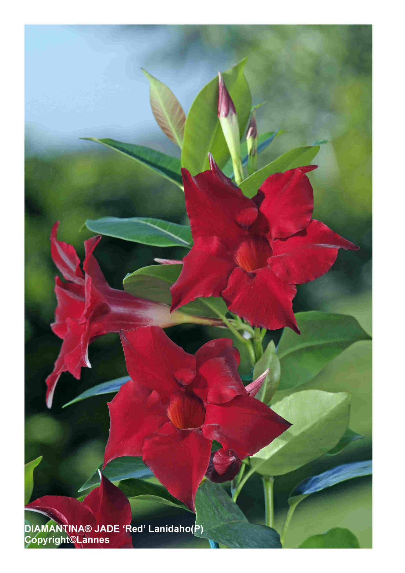 Diamantina Jade Red