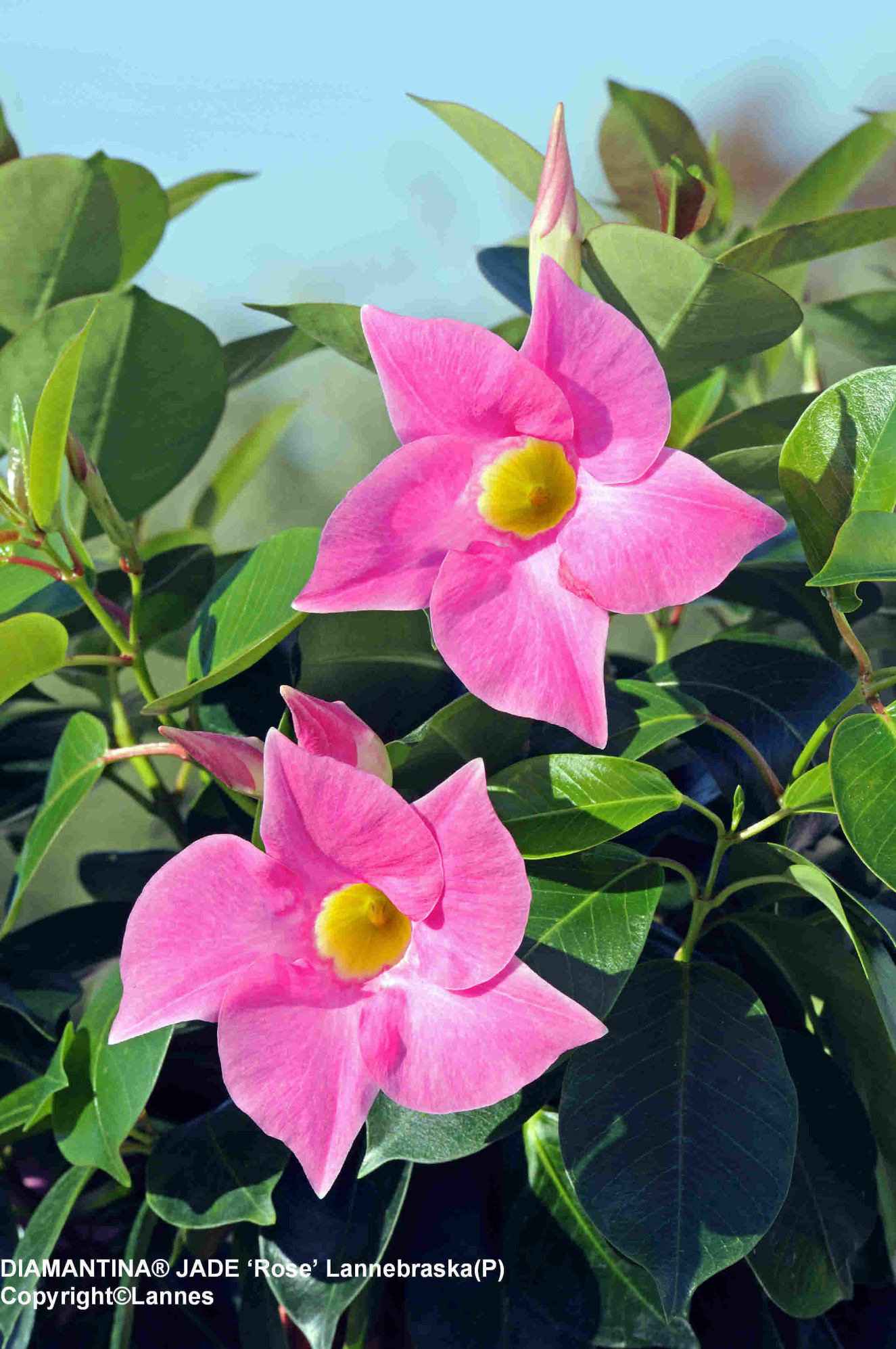 Diamantina Jade Rose