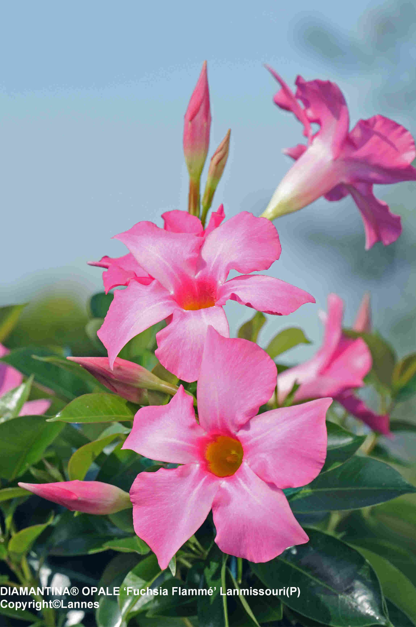 Diamantina Opale Fuchsia Flamme