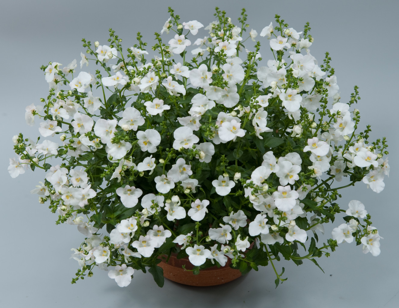 Diascia Genta Classic White