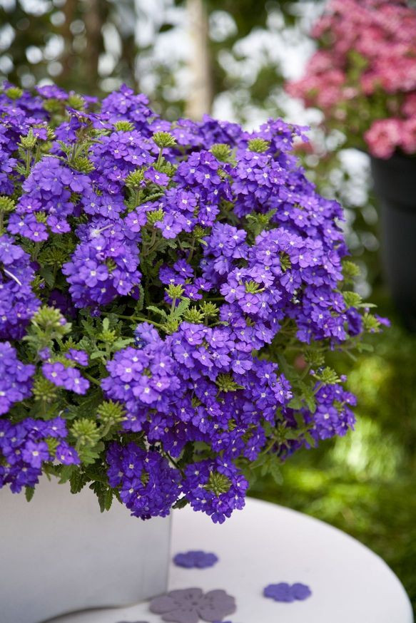 Estrella Blueberry 1