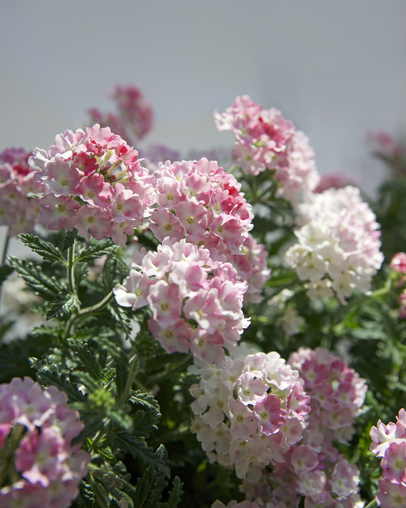 Estrella Pink Ballet_1