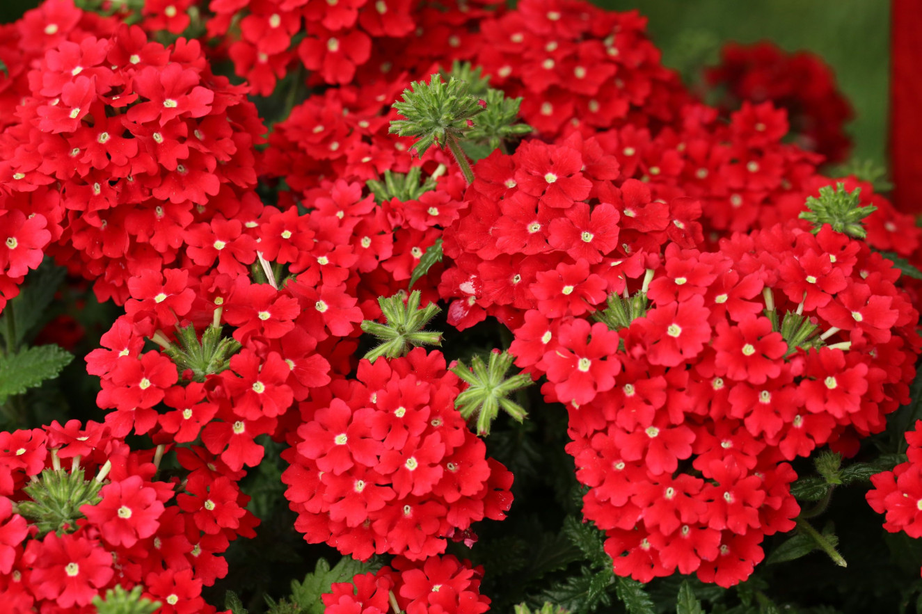Estrella UP Vampire Red_1