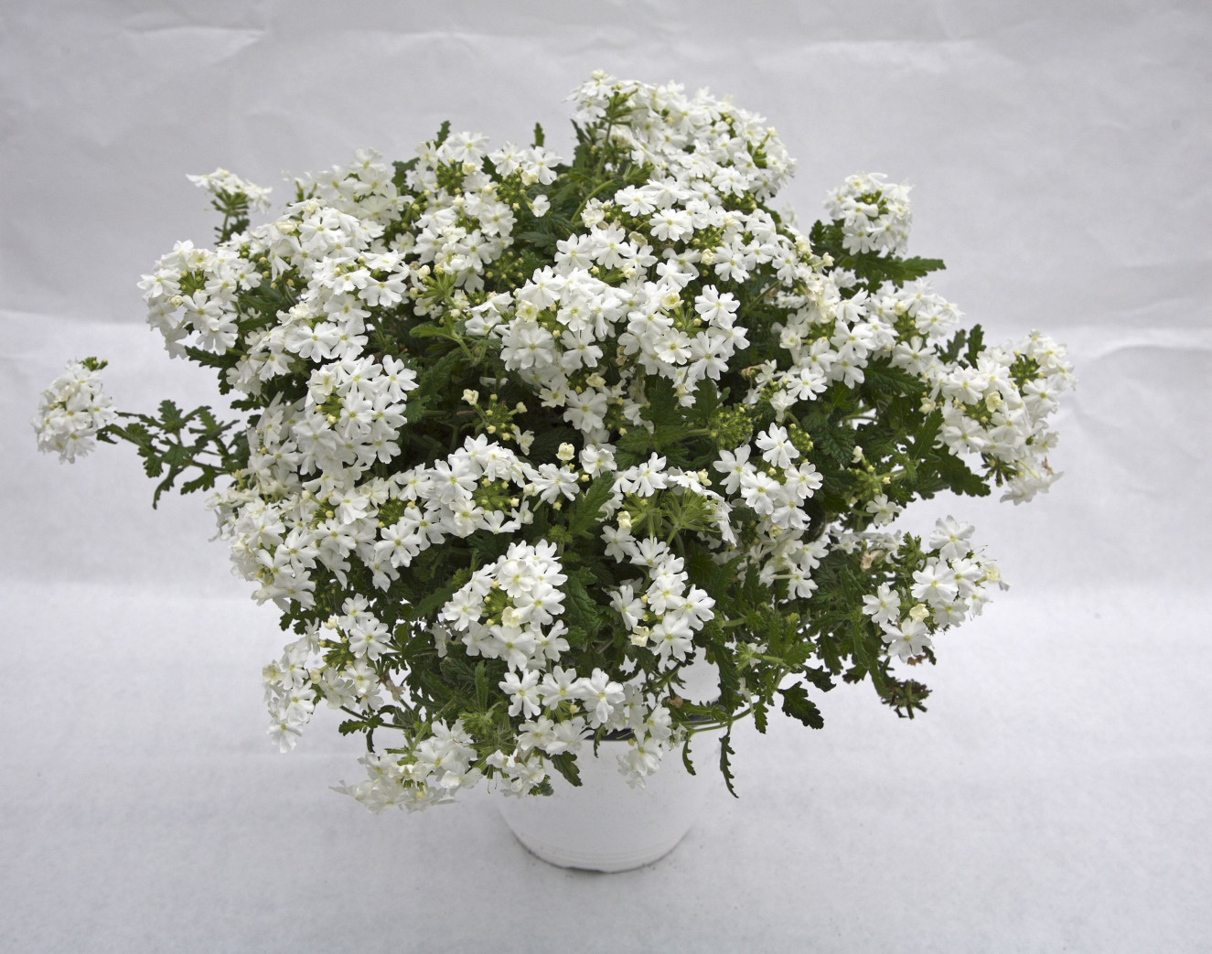 Estrella White