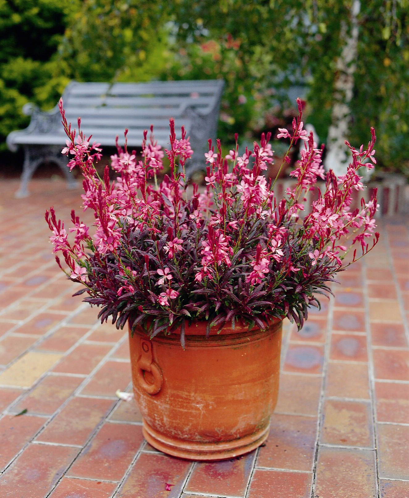 Gaura lindheimeri Crimson Butterfly2