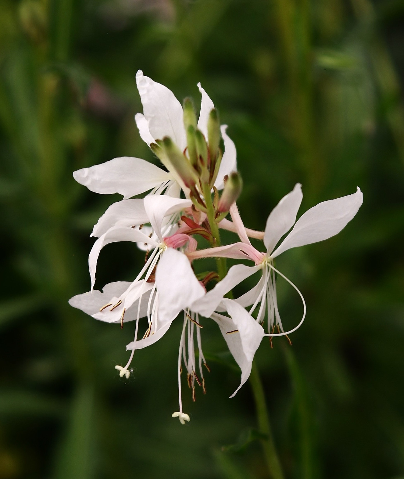 Gaura_White dove