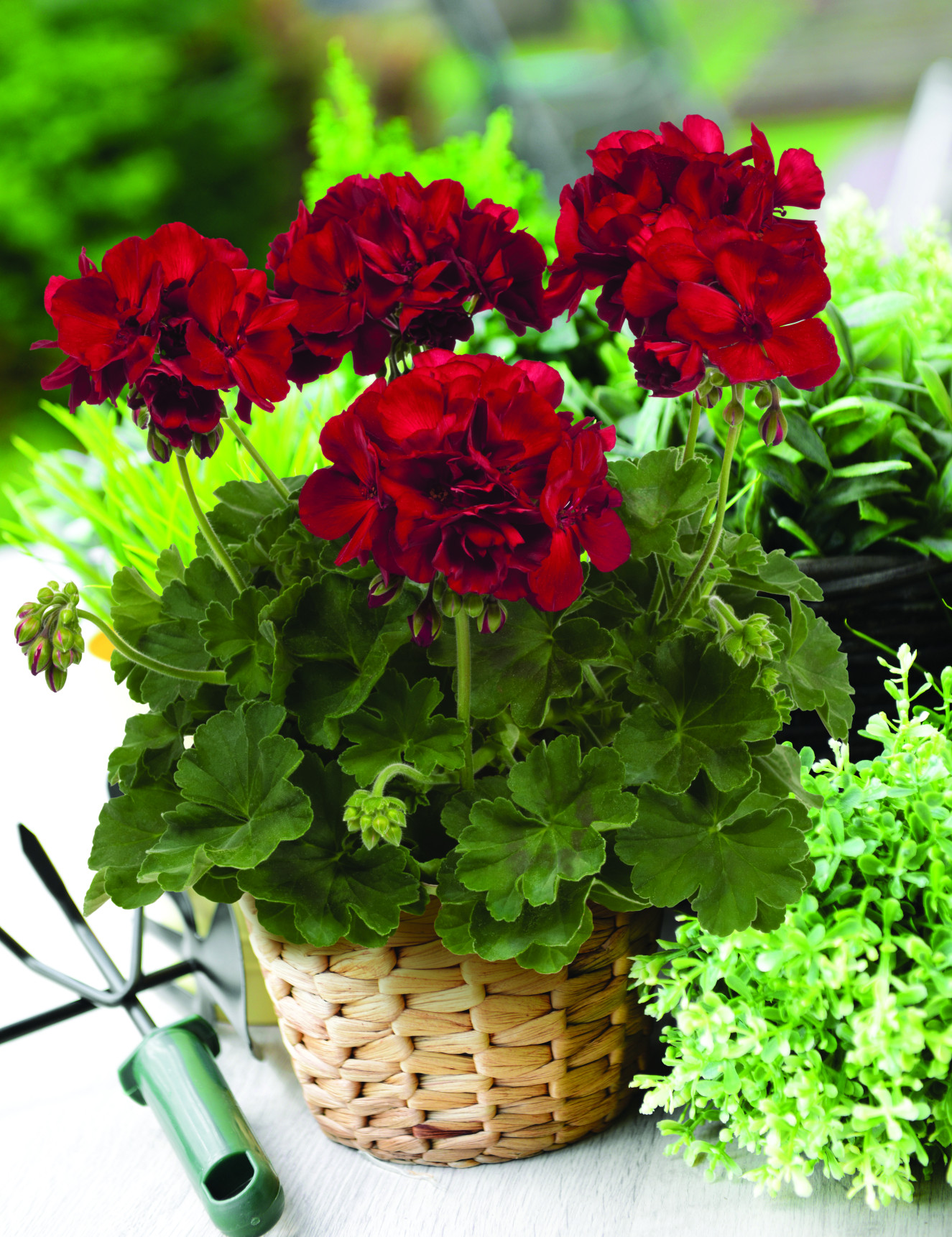 Geranium Cassiopeia Cover Image