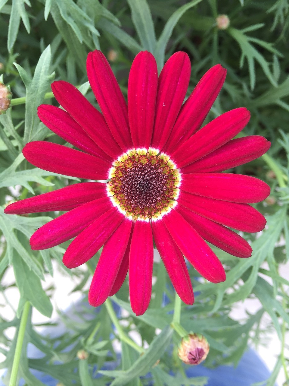 Grandaisy-Deep-Red (1)