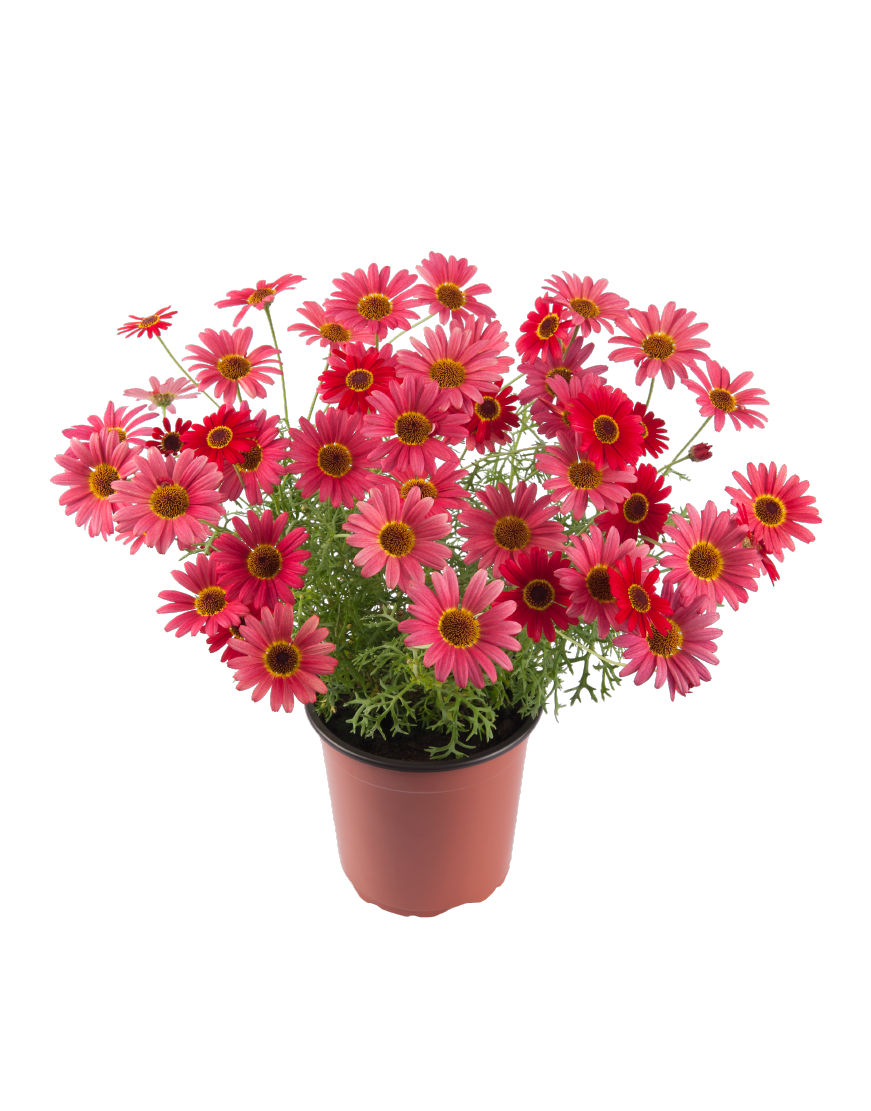 Grandaisy-Orange-Red (3)