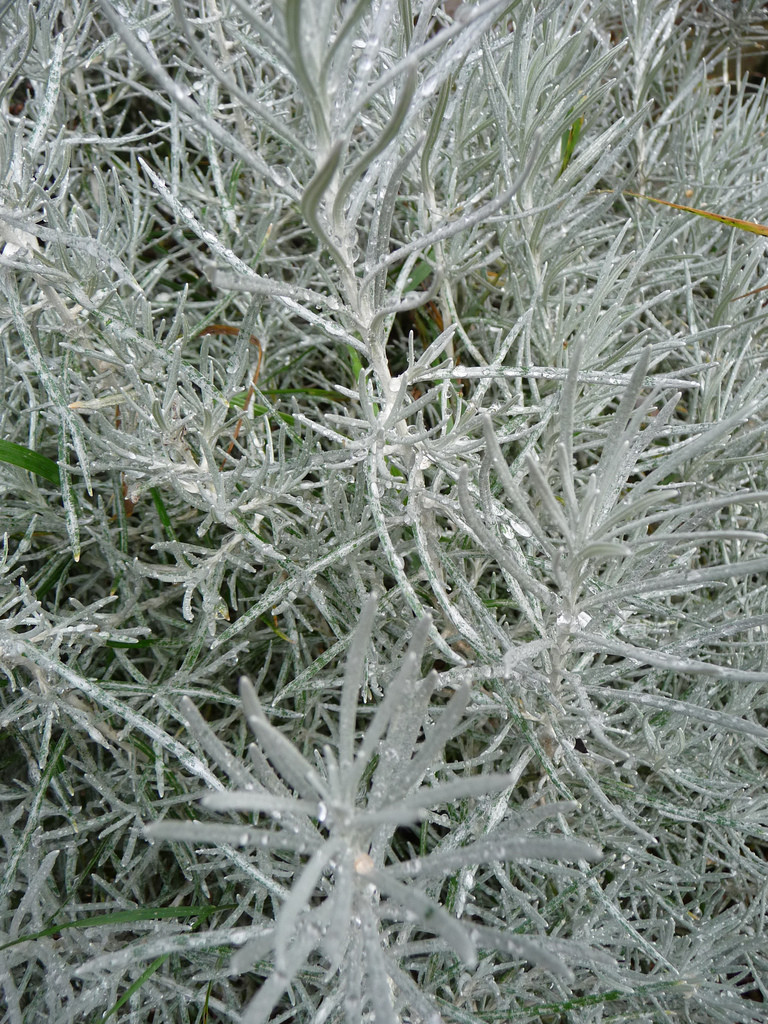 Helicrhysum tall curry - to use